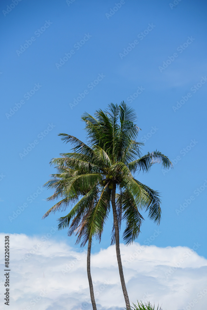 Tropical coconut palm trees view from below under clear sky, travel mood aesthetic nature background, Coconut tree silhouette at tropical coast, summer calm scenery. Tropical coconut palm trees view from below under clear sky, travel mood aesthetic nature background, Coconut tree silhouette at tropical coast, summer calm scenery.