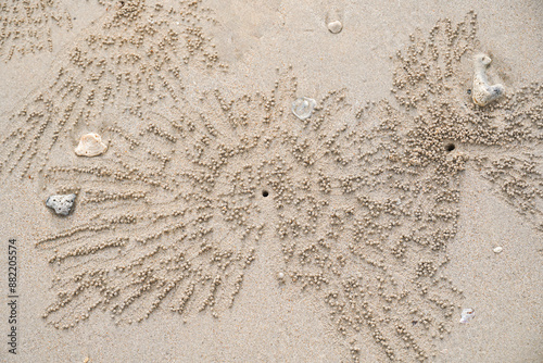 Close up Soldier crab or Mictyris is small crabs eat humus and small animals found at the beach as food. Soldier crabs moving along on sand flat on low tide. photo