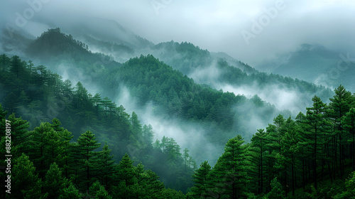 landscape mountain of forest tree pine with foggy