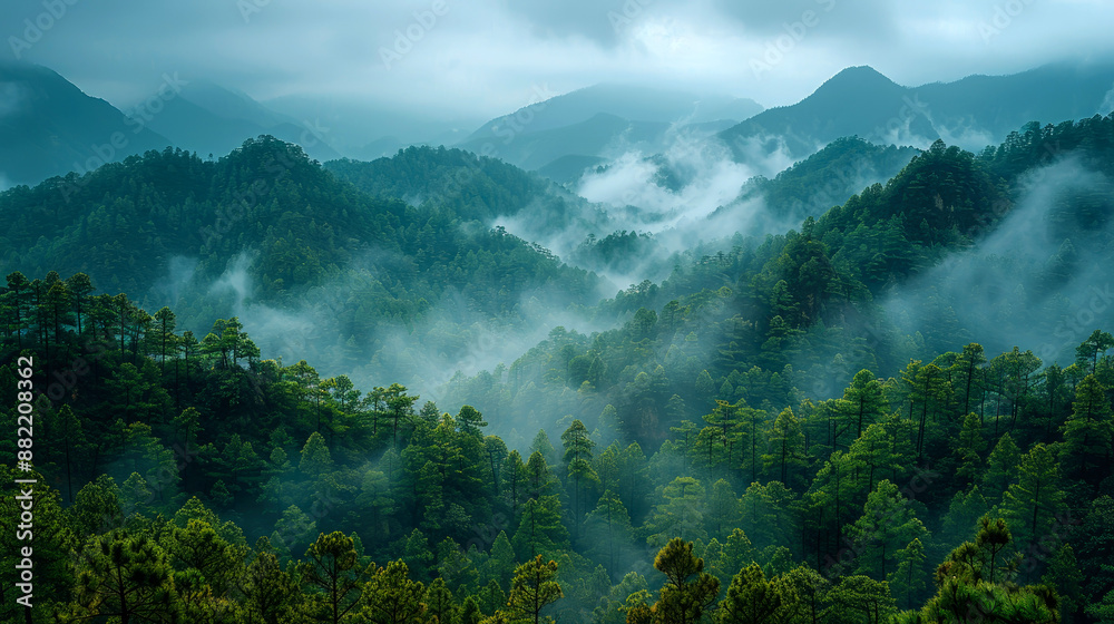 Obraz premium landscape mountain of forest tree pine with foggy