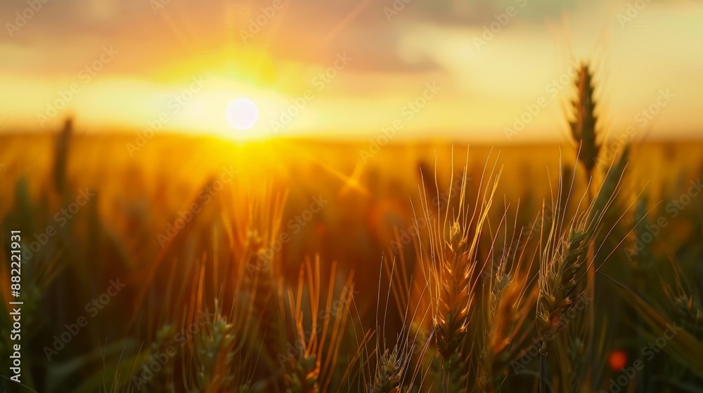 Wheat field on the background of sunset.
Wheat field on the background of sunset.