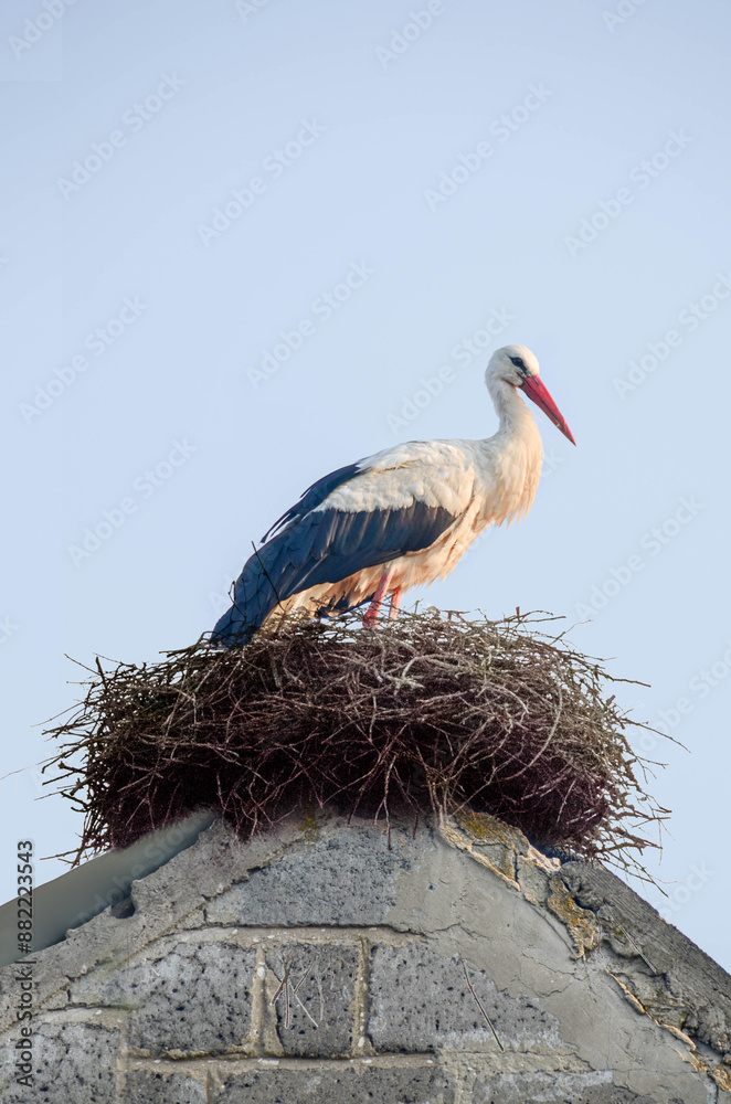 Fototapeta premium A stork stands in its nest, Builds the nest.