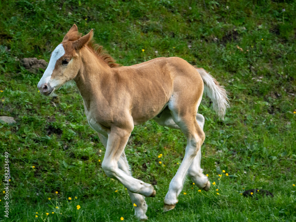 Young Foal Running in a Green Meadow Young Foal Running in a Green Meadow