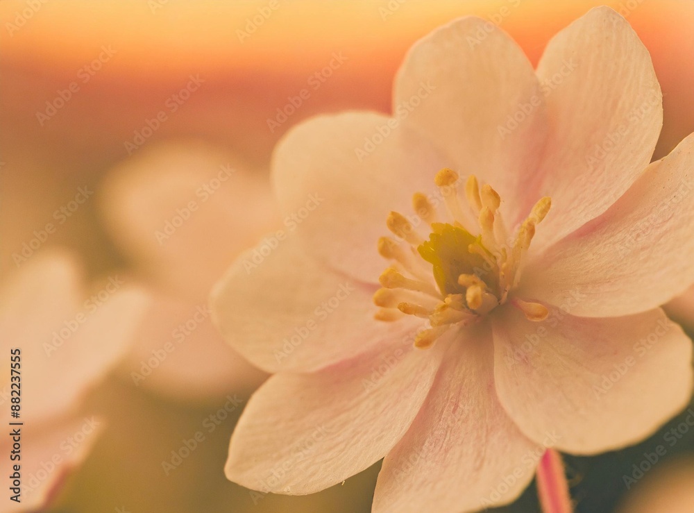 Flower desktop wallpaper Flower desktop wallpaper