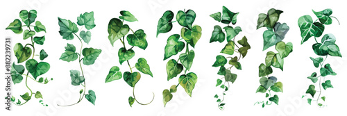 Set collection of green tropical creeper leaves hanging vine ivy houseplant bush hand drawn watercolor design resources elements