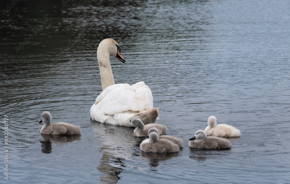 Mute swan (Cygnus olor) young follow their mother in a pond. She keeps a close eye on her offspring. Six little cute fluffy cygnets Mute swan (Cygnus olor) young follow their mother in a pond. She keeps a close eye on her offspring. Six little cute fluffy cygnets