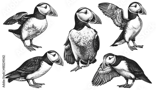 Illustration set of vintage engrave isolated puffin ink sketches. Wild bird background art, Thunderbird vector illustration. Stormy petrel, vintage bird sketches,