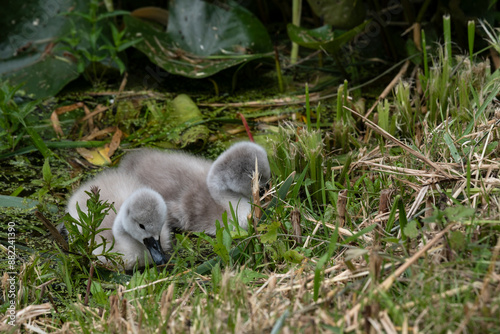 Two little cute fluffy swan chicks (Cygnus olor) swim in a pond among lily leaves and grass. They eat duckweed