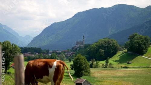 cows in the mountains