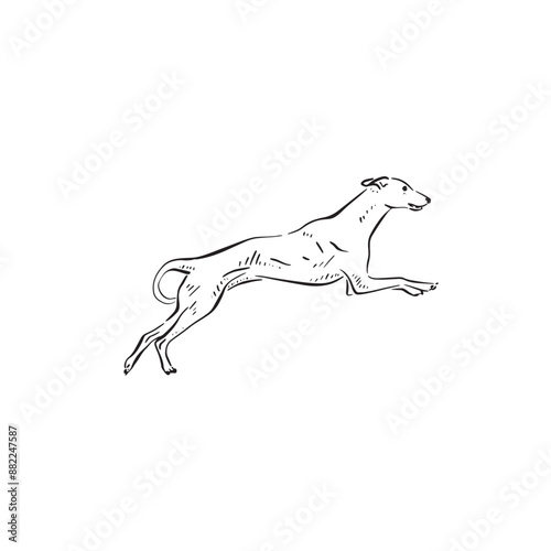 A jumping whippet dog drawn by hand in a sketchy style. Vector puppy leaping through the air. 
