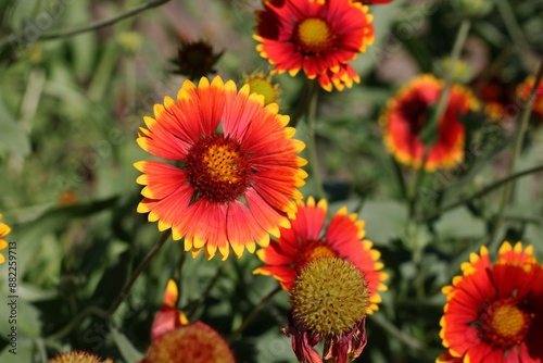 red and yellow flowers