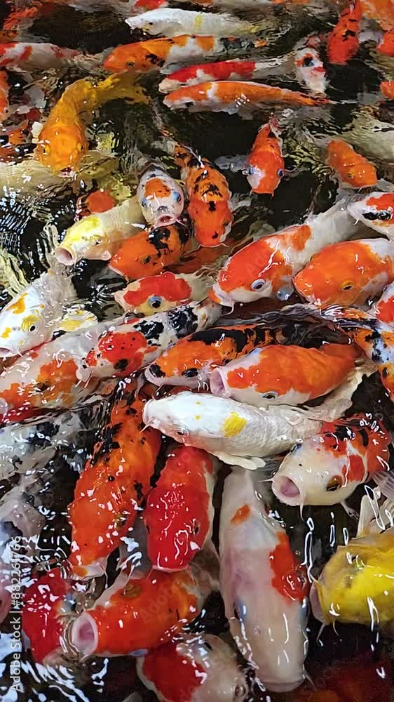 Close up of colorful Koi fish swimming in the pond. Slow motion carps. Close up of colorful Koi fish swimming in the pond. Slow motion carps.