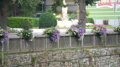 flowers on the fence