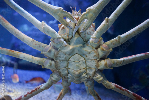 Konstfotografi Spider crab close up in Aquarium