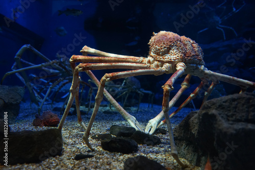 Konstfotografi Large spider crab in the aquarium tank