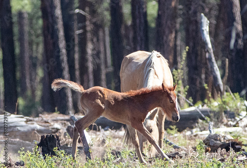Wild horse baby foal playing in the Apache Sitgreaves National Forest mountains in Heber Arizona United States photo