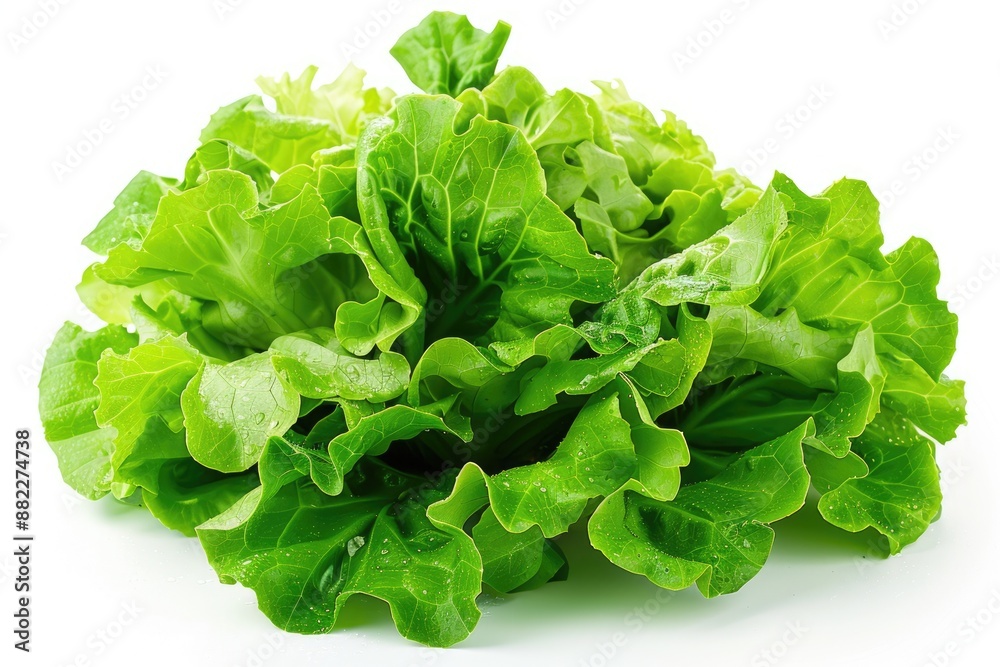 Head Lettuce. Fresh Green Cabbage Lettuce Leaf Isolated on White Background
