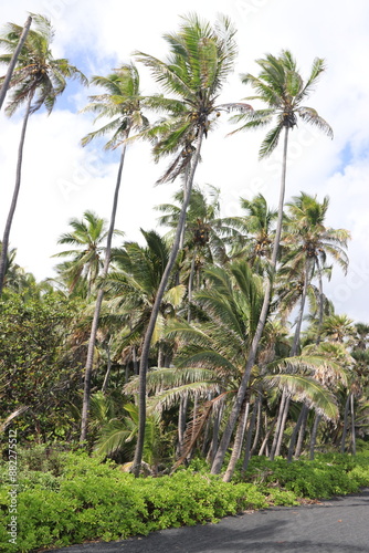 palm trees on the beach