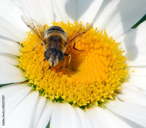 Eine Schwebfliege auf einer Margerite photo