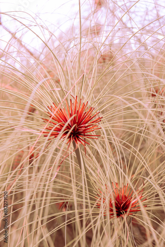 cactus flower in the desert