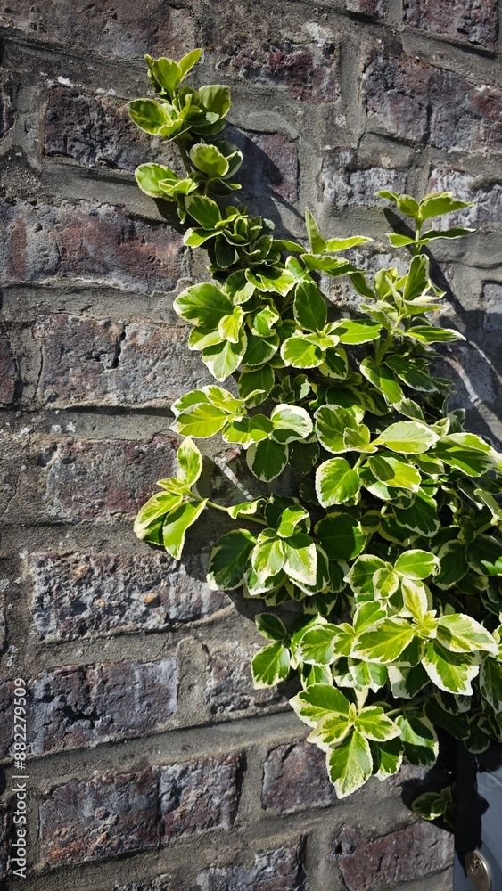 Ivy on a brick wall on a sunny summer day Ivy on a brick wall on a sunny summer day
