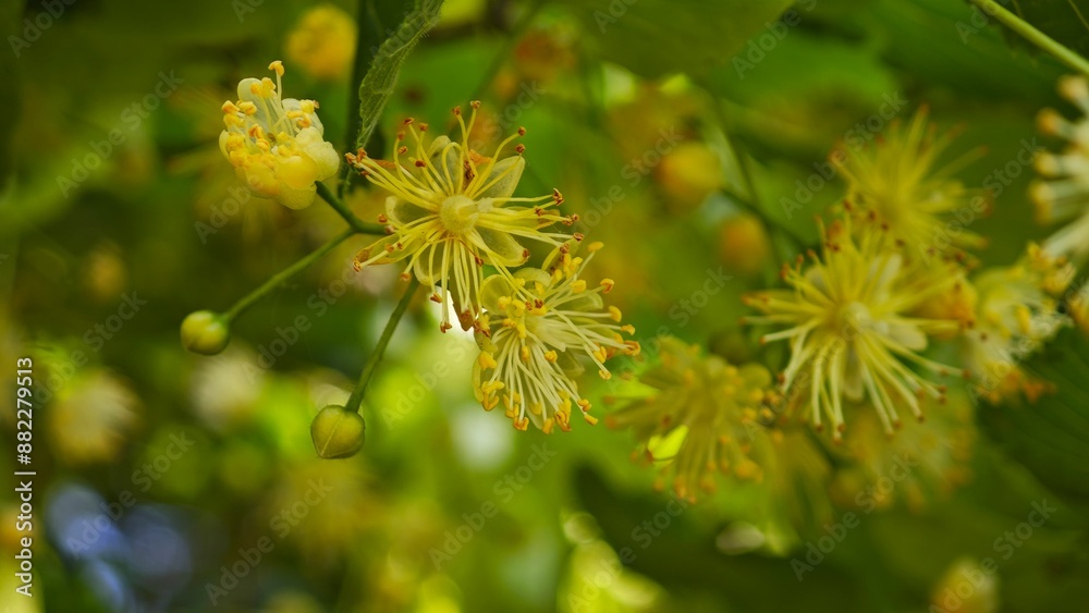 blooming linden on a hot summer day blooming linden on a hot summer day