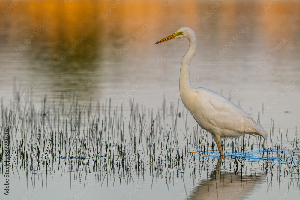 Grande Aigrette (Ardea alba - Great Egret) Grande Aigrette (Ardea alba - Great Egret)