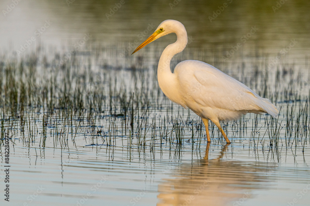 Grande Aigrette (Ardea alba - Great Egret)