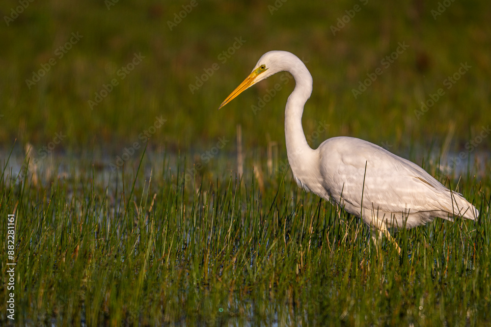 Grande Aigrette (Ardea alba - Great Egret) Grande Aigrette (Ardea alba - Great Egret)