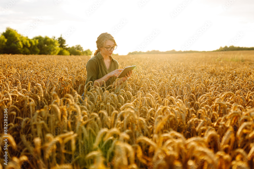 Young female worker standing in wheat field. Scientist analysing wheat quality, adding data to tablet. Growth dynamics. Young female worker standing in wheat field. Scientist analysing wheat quality, adding data to tablet. Growth dynamics.