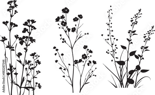 Plant with flowers black and white