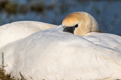 Cygne tuberculé (Cygnus olor, Mute Swan) sur son nid photo