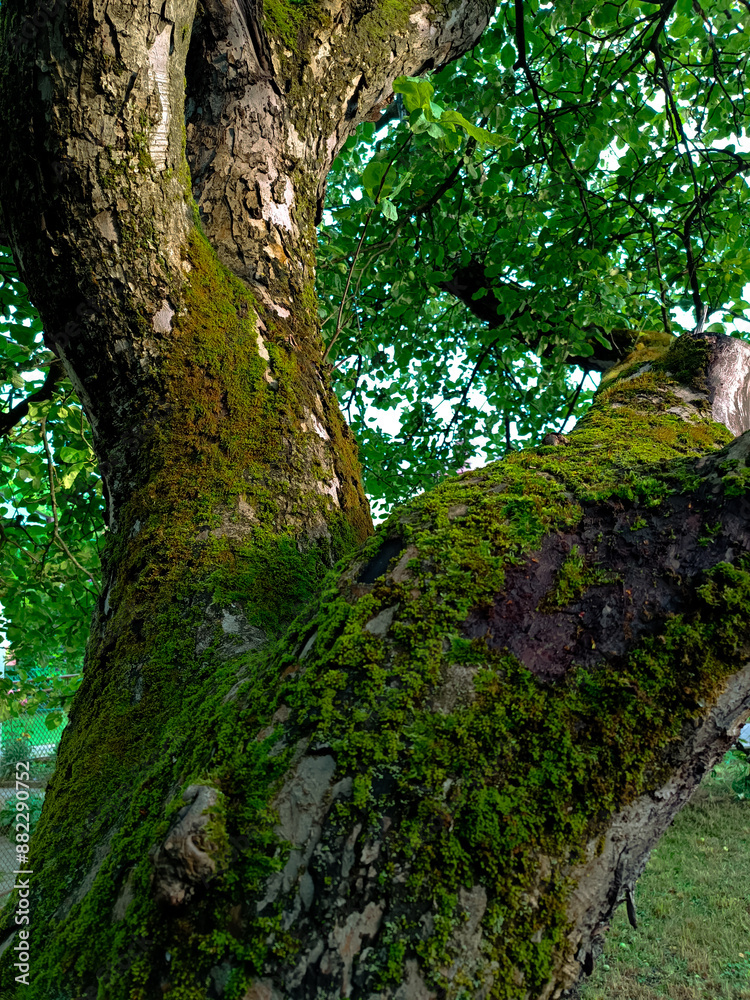 Fototapeta premium Tree