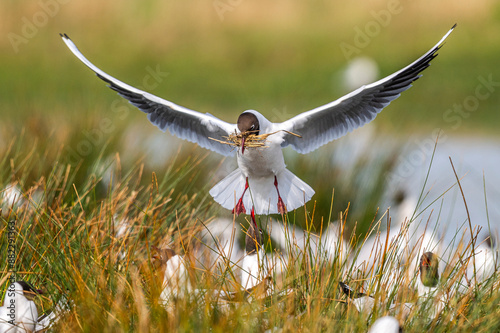 Mouette rieuse (Chroicocephalus ridibundus - Black-headed Gull)