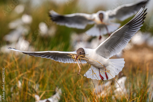 Mouette rieuse (Chroicocephalus ridibundus - Black-headed Gull)