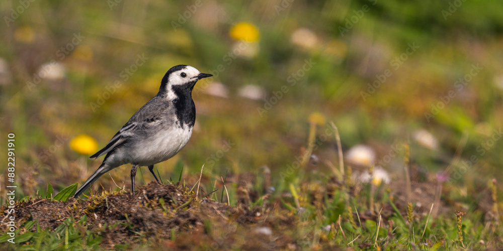 Bergeronnette grise (Motacilla alba - White Wagtail) Bergeronnette grise (Motacilla alba - White Wagtail)