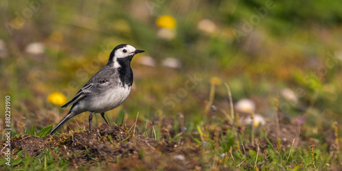 Bergeronnette grise (Motacilla alba - White Wagtail)