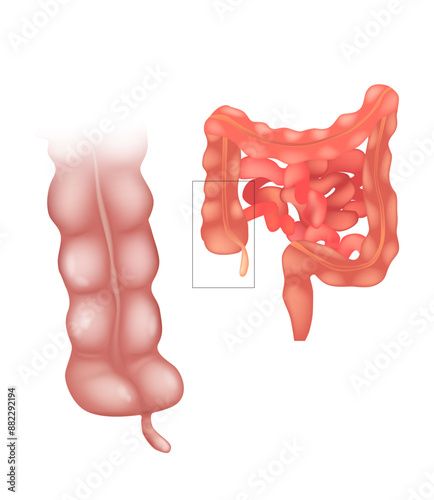  appendix or appendices, appendixes, also vermiform appendix. Human Anatomy