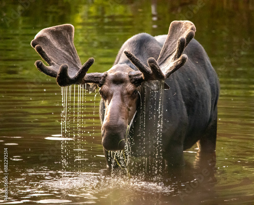 Wallpaper Mural Bull Moose in river, antlers dripping Torontodigital.ca
