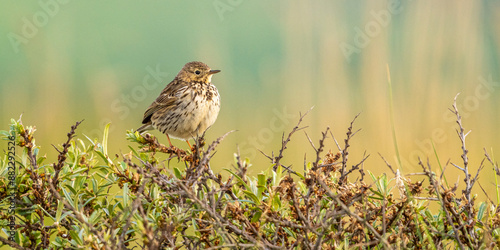Pipit farlouse (Anthus pratensis - Meadow Pipit)
