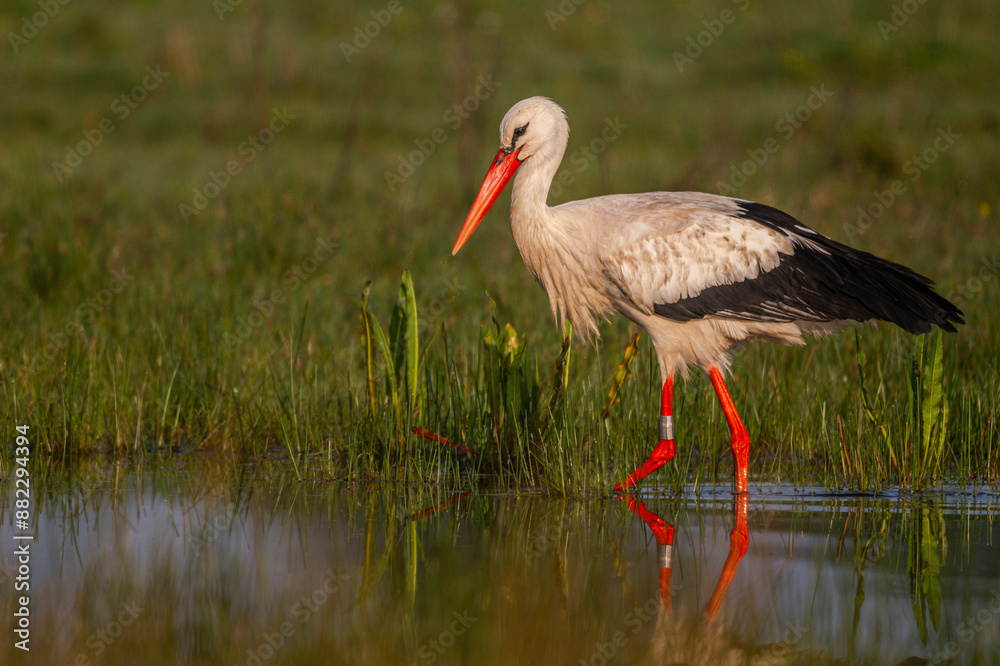 Fototapeta premium Cigogne blanche (Ciconia ciconia - White Stork)