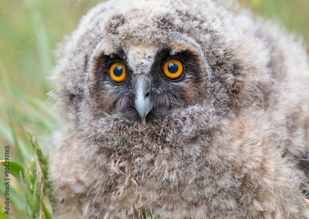 great grey owl great grey owl