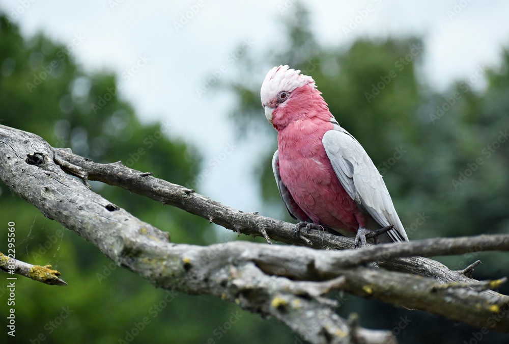 The Galah, Eolophus Roseicapilla, also known as Rose-breasted Cockatoo, on a tree branch. The Galah, Eolophus Roseicapilla, also known as Rose-breasted Cockatoo, on a tree branch.