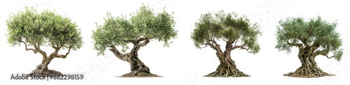 set of olive trees with high quality isolated on transparent or white background