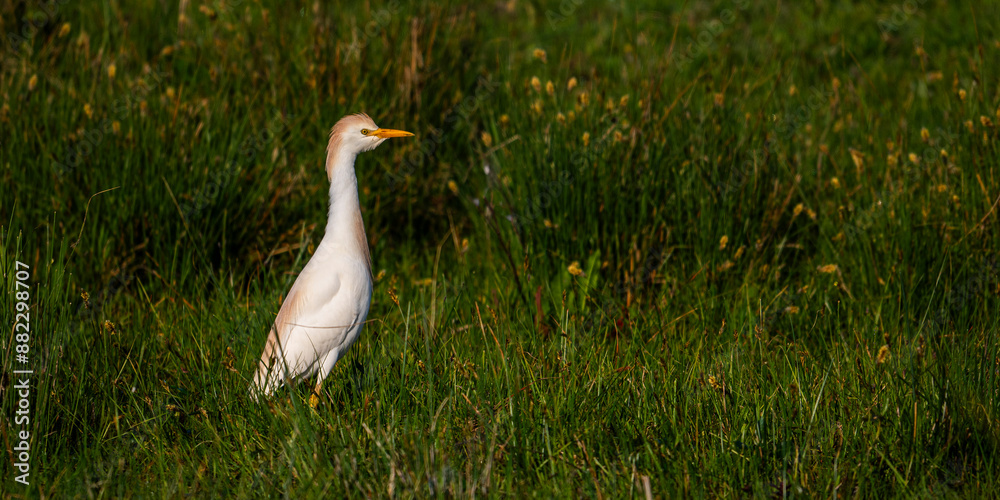 Obraz premium Héron garde-boeufs (Bubulcus ibis - Western Cattle Egret)
