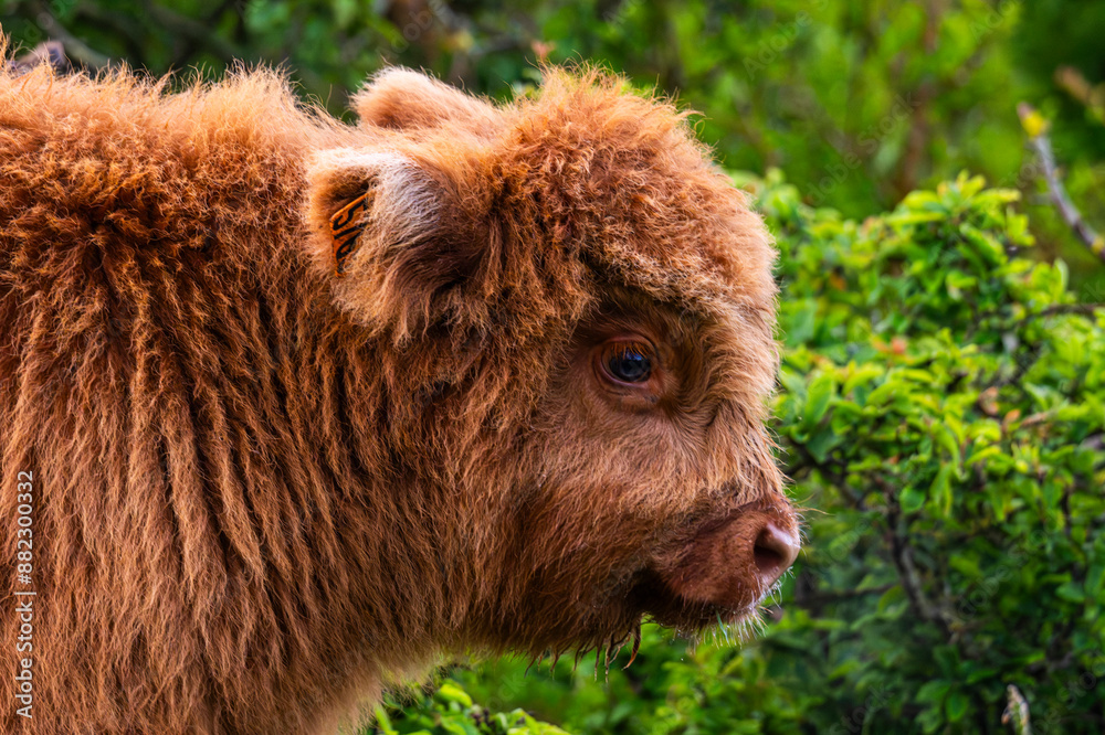 Fototapeta premium Veau Highland Cattle (vache écossaise)