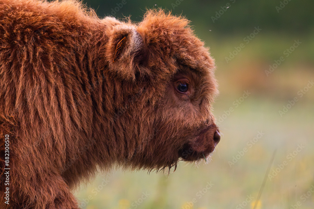 Fototapeta premium Veau Highland Cattle (vache écossaise)