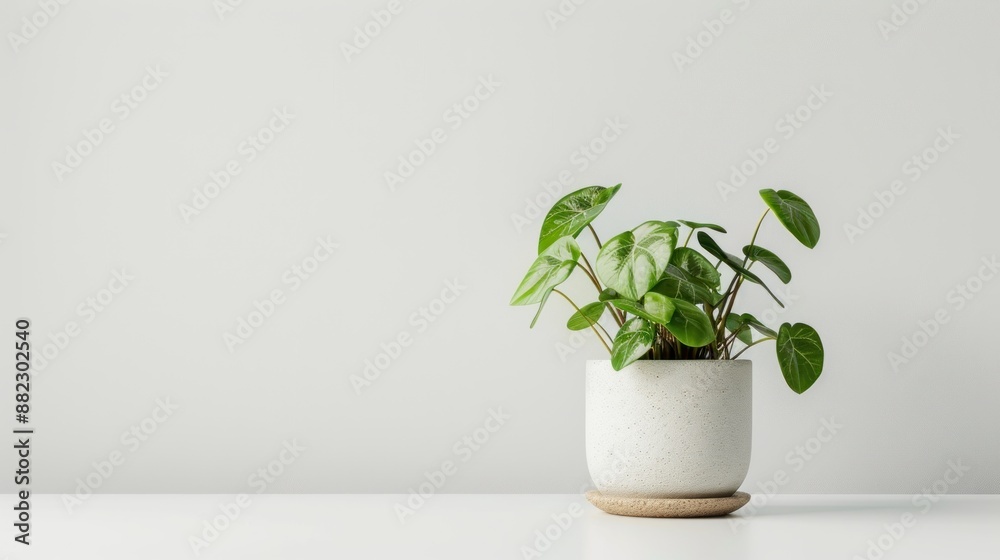 Green Plant in a White Pot on a White Table Green Plant in a White Pot on a White Table