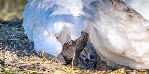Photos Cygne tuberculé (Cygnus olor, Mute Swan) - éclosion des oeufs