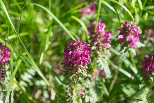 Pink flowers of Pedicularis verticillata, the whorled lousewort, close-up. photo